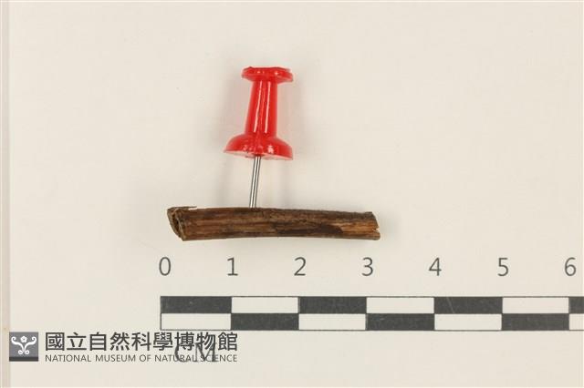 登錄號:F0037713藏品圖，第1張