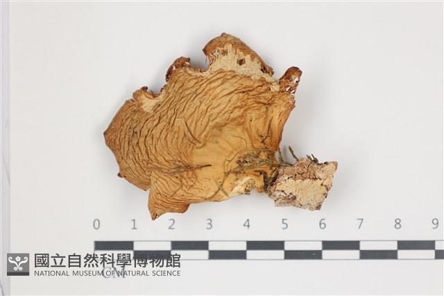 館號:F0035713藏品圖，第1張