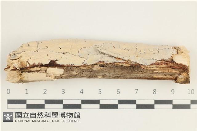 登錄號:F0038513藏品圖，第1張