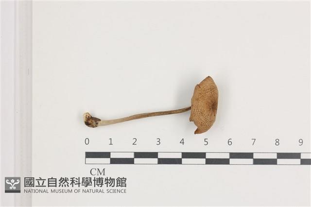 登錄號:F0036513藏品圖，第1張