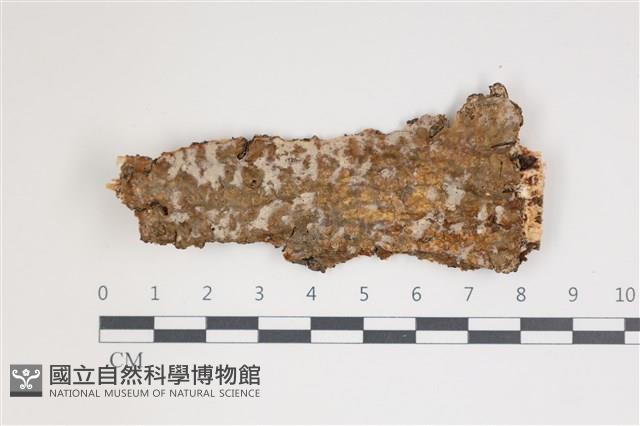 擬射脈菌屬藏品圖，第1張
