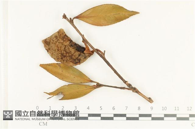 登錄號:F0038113藏品圖，第1張