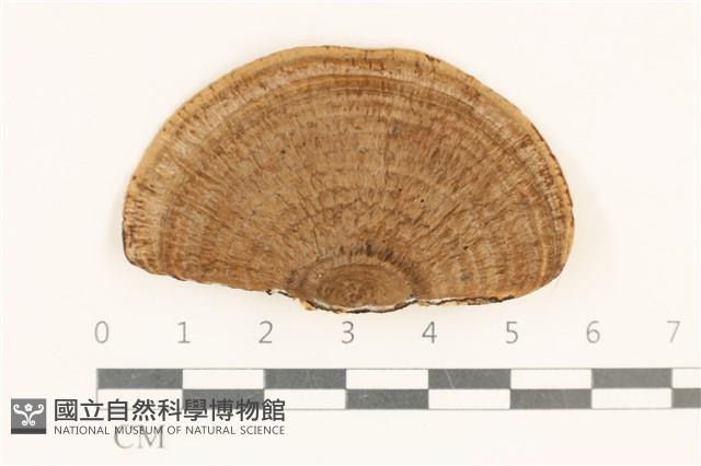 登錄號:F0037113藏品圖，第1張