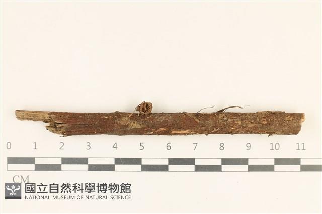 小皮傘屬藏品圖，第1張
