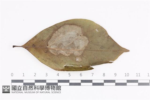 登錄號:F0036013藏品圖，第1張