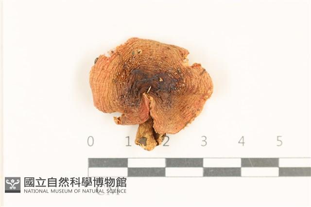 登錄號:F0037013藏品圖，第1張