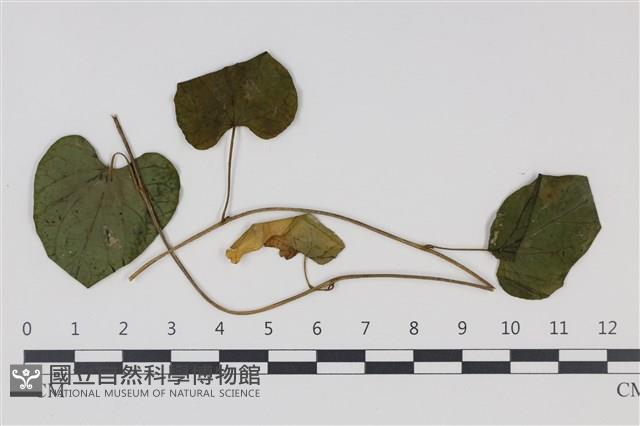 登錄號:F0035013藏品圖，第4張