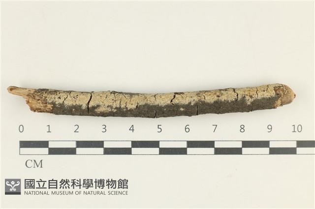 登錄號:F0038313藏品圖，第1張