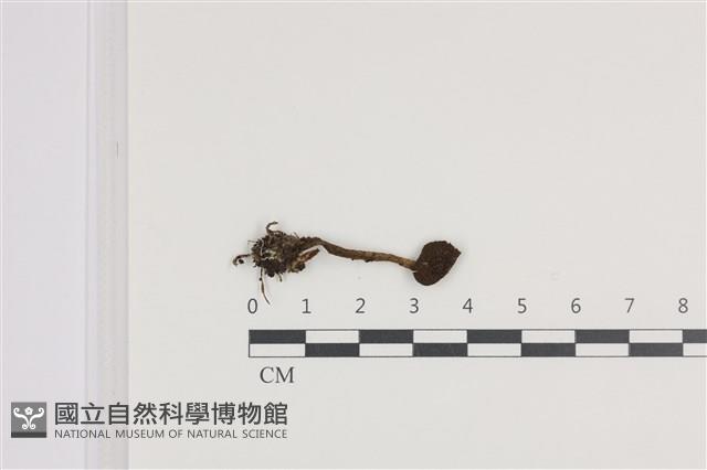 登錄號:F0036313藏品圖，第1張