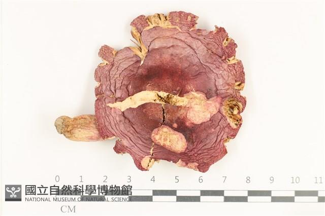 紅菇屬藏品圖，第1張