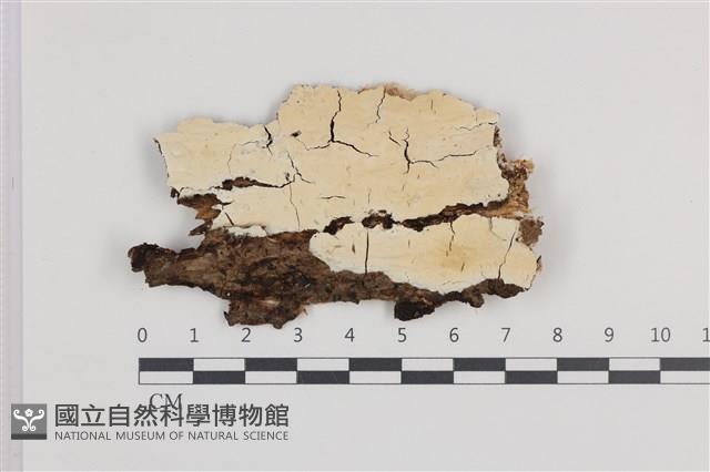 顯絲菌屬藏品圖，第1張