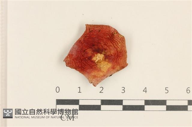 登錄號:F0037253藏品圖，第1張