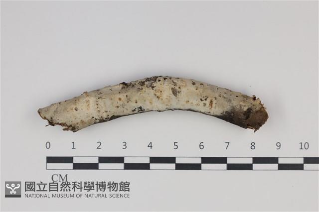 剛毛絲皮菌藏品圖，第1張