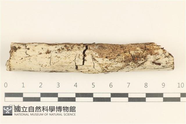 登錄號:F0029253藏品圖，第1張