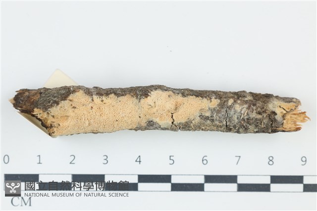 登錄號:F0039253藏品圖，第1張