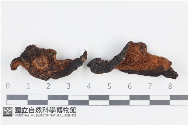 登錄號:F0038853藏品圖，第1張