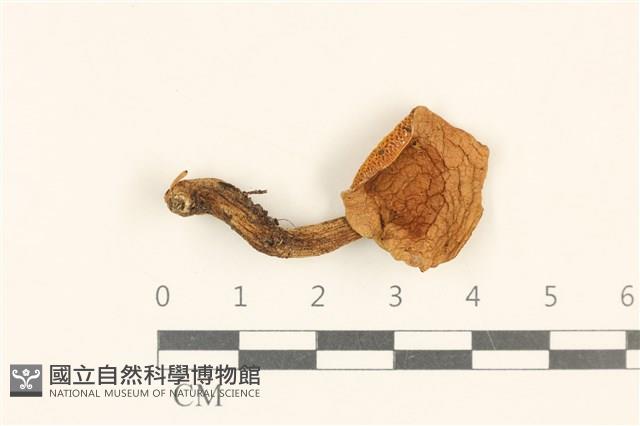登錄號:F0036853藏品圖，第1張