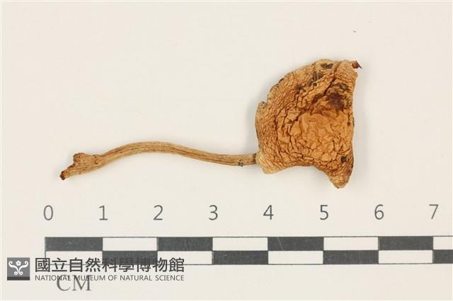 鵝膏屬藏品圖，第1張