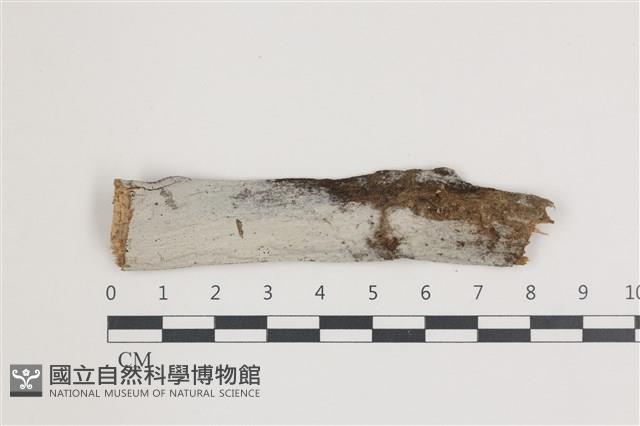 登錄號:F0035853藏品圖，第1張