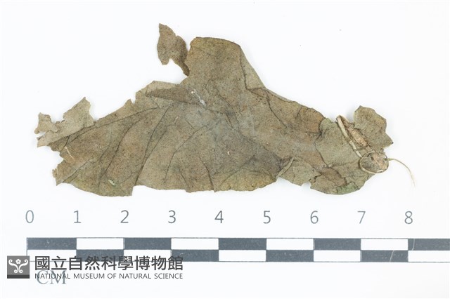 登錄號:F0038953藏品圖，第1張