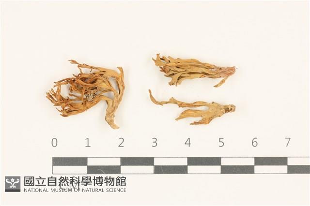 登錄號:F0036953藏品圖，第1張