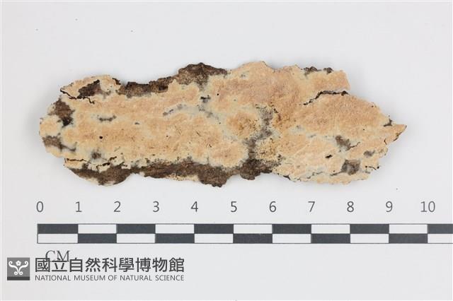 登錄號:F0035953藏品圖，第1張