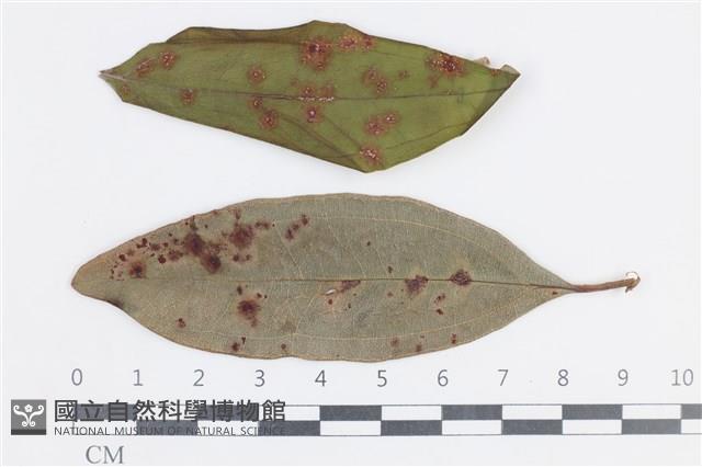 登錄號:F0038653藏品圖，第1張