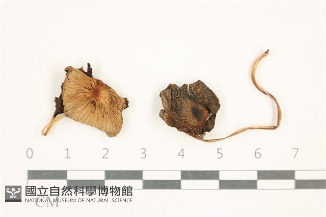 登錄號:F0037653藏品圖，第1張