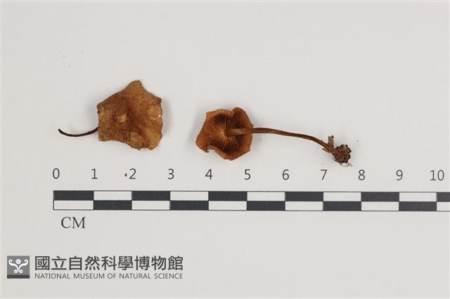 登錄號:F0035653藏品圖，第1張