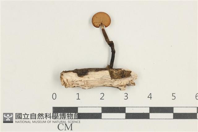 多孔菌屬藏品圖，第1張