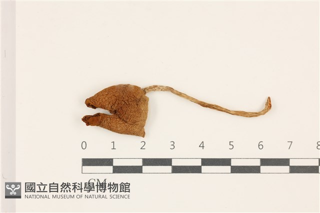登錄號:F0037453藏品圖，第1張