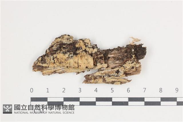 登錄號:F0035453藏品圖，第1張
