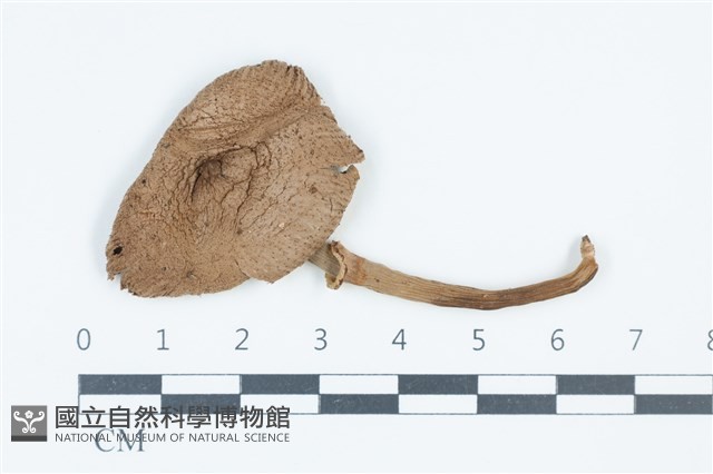 珠雞斑白鬼傘藏品圖，第1張