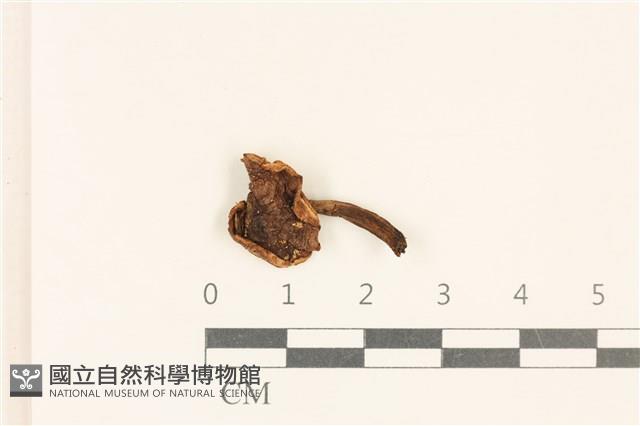 登錄號:F0018753藏品圖，第1張