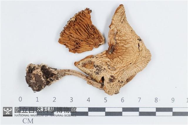 登錄號:F0038753藏品圖，第1張