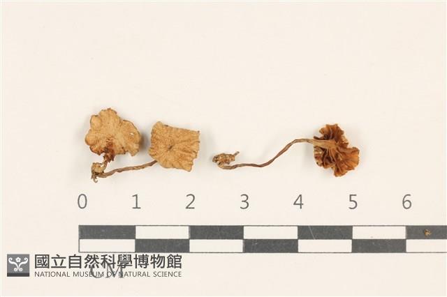 登錄號:F0036753藏品圖，第1張