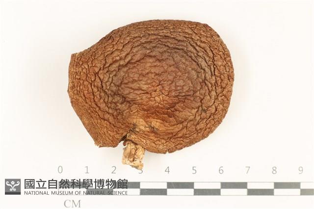 登錄號:F0037753藏品圖，第1張