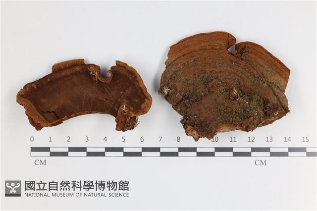 登錄號:F0035753藏品圖，第1張