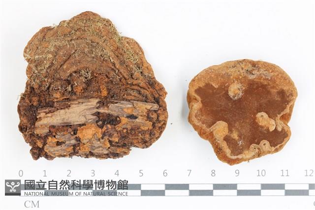 登錄號:F0036553藏品圖，第1張