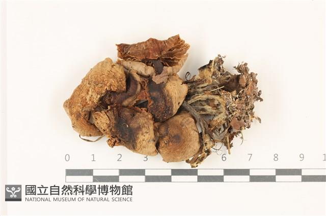 登錄號:F0037553藏品圖，第1張