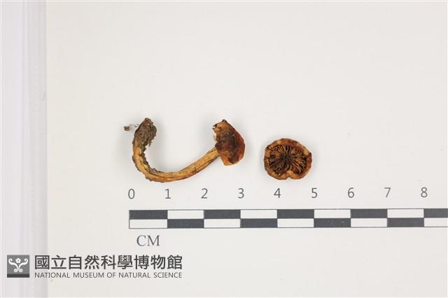 登錄號:F0035553藏品圖，第1張