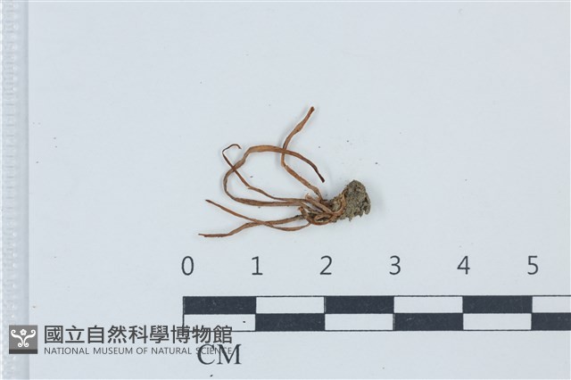 登錄號:F0039553藏品圖，第1張