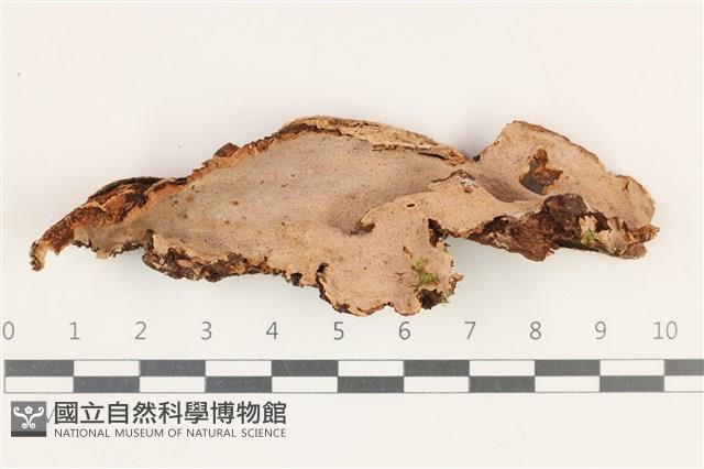 登錄號:F0038153藏品圖，第1張
