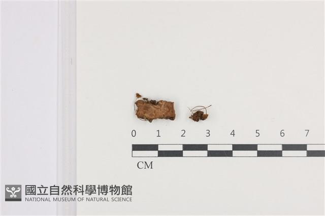 登錄號:F0036153藏品圖，第1張