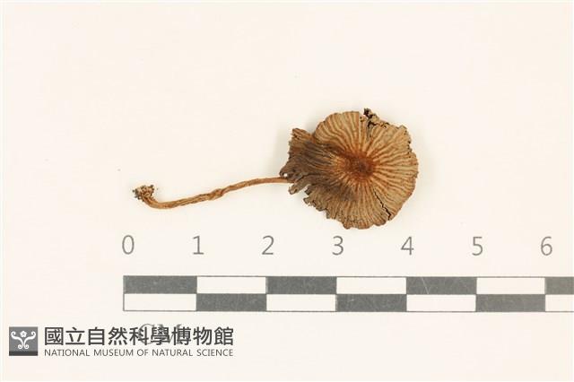 館號:F0037153藏品圖，第1張