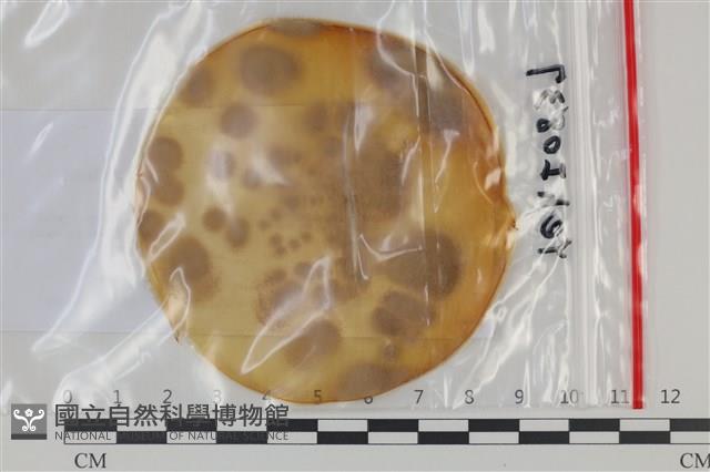 登錄號:F0035153藏品圖，第1張