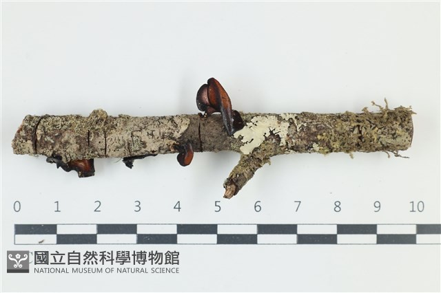 登錄號:F0039153藏品圖，第1張