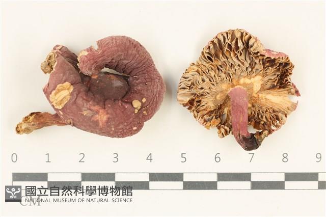 紅菇屬藏品圖，第1張