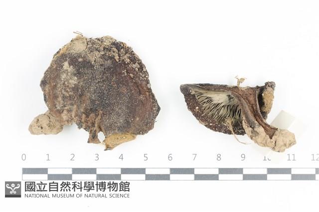 登錄號:F0036053藏品圖，第1張