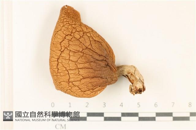 登錄號:F0037053藏品圖，第1張